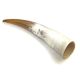 Polished Ankole Cattle Horn Medium