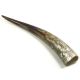 Polished Ankole Cattle Horn Large