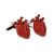 Anatomical Red Heart Surgeons Doctors Cufflinks