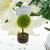 Miniature Tree Style Place Card Holders